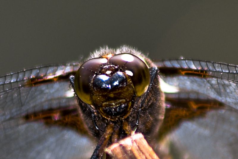 El rostro de la libelula.jpg